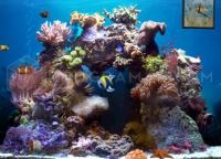 Captura principal de Beautiful Reef Animated 3D
