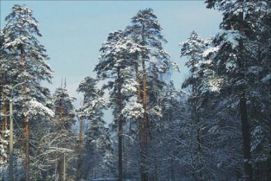 Cattura Winter Forest ScreenSaver