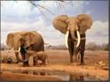 Cattura African Wildlife Screensaver