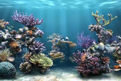 Screenshot Sim Aquarium Salvapantallas