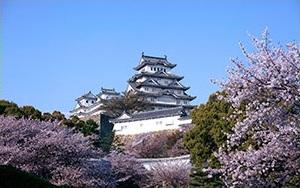 Captura Flores Cerejeiras Japonesas