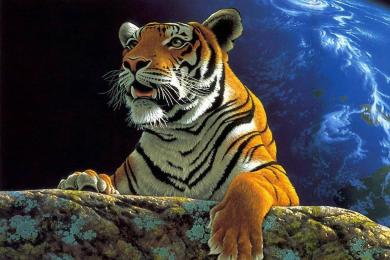 Capture Tigre du Bengale