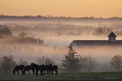 Capture Foggy Horse Farm