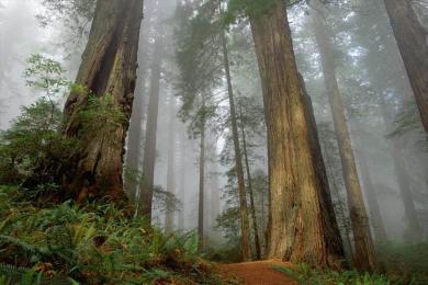 Capture Arrière-plan de la forêt de séquoias