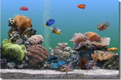 Capture SereneScreen Marine Aquarium