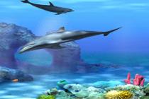 Living 3D Dolphins ScreenSaver