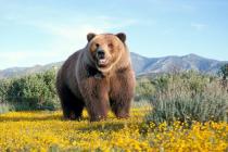 O Grande Urso