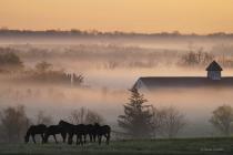 Foggy Horse Farm