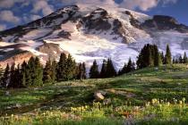 Blooming and Mount Rainier