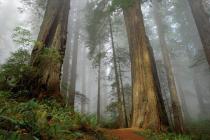 Arrière-plan de la forêt de séquoias