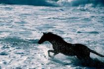 Galoppierendes Pferd im Wasser