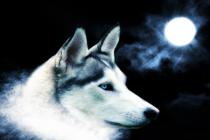 Wolf im Mondschein