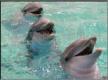 Cattura Dolphins ScreenSaver