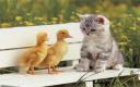 Captura Cat and ducks