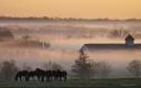 Captura Foggy Horse Farm